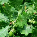 English Oak (Quercus robur)