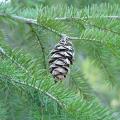 Douglas-fir (Pseudotsuga)